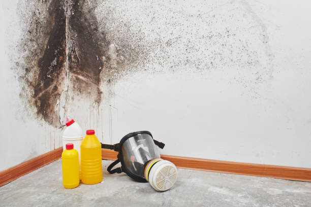 Best Toxic Mold Removal  in Liberty Corner, NJ