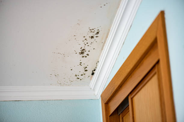 Best Mold Damage Repair  in Liberty Corner, NJ