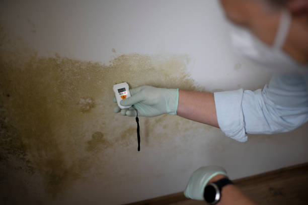 Best Professional Mold Removal  in Liberty Corner, NJ