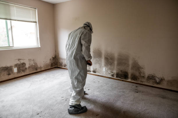 Best Commercial Mold Removal  in Liberty Corner, NJ