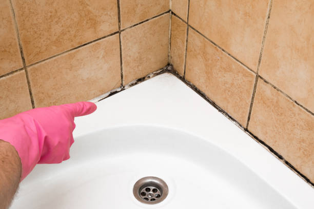 Best Mold Removal Company Near Me  in Liberty Corner, NJ